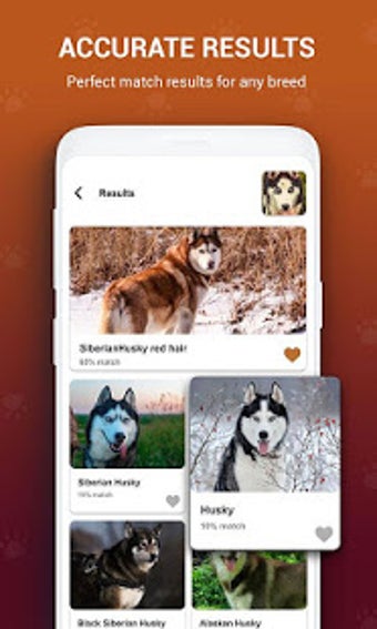 Image 1 for Dog Bread Identifier: Dog…