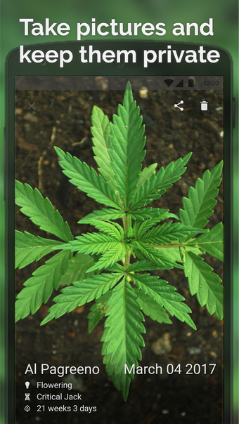 Imagen 3 para Jane - Cannabis plants gr…
