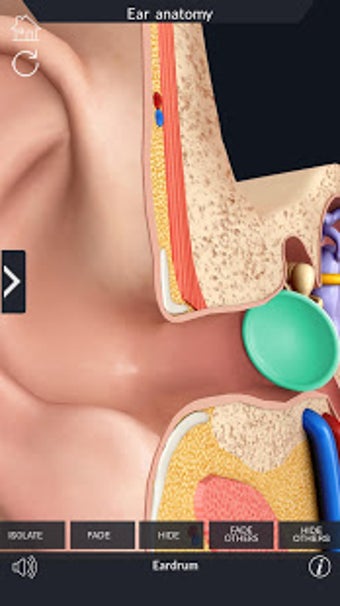 Image 0 for My Ear Anatomy