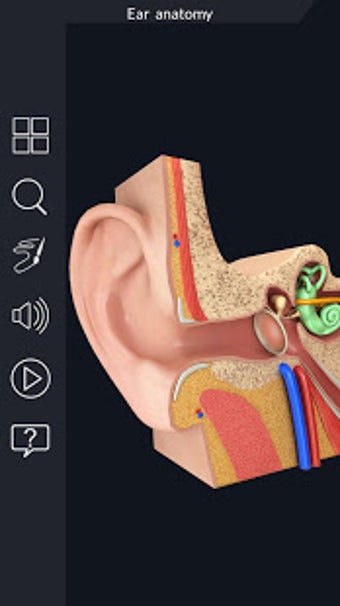 Image 2 for My Ear Anatomy