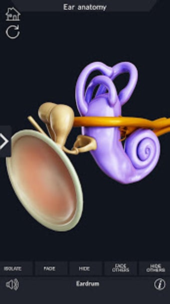 Image 3 for My Ear Anatomy