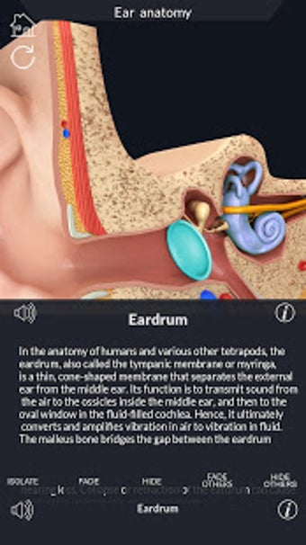 Image 1 for My Ear Anatomy