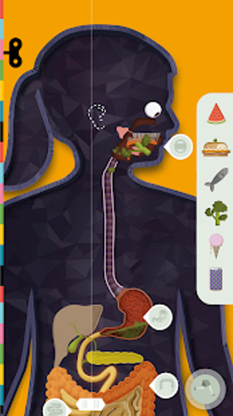 Image 0 for The Human Body by Tinybop