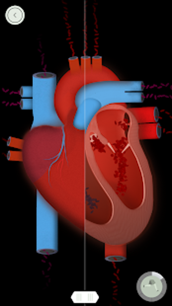 Image 2 for The Human Body by Tinybop