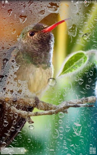 Image 1 for Hummingbirds Live Wallpap…