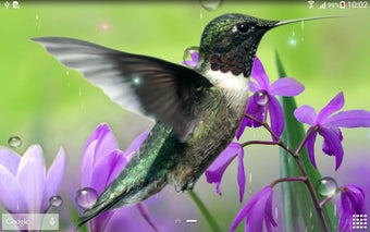 Image 0 for Hummingbirds Live Wallpap…