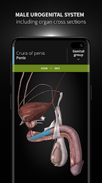 Image 0 for Anatomyka - 3D Human Anat…
