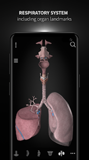 Image 2 for Anatomyka - 3D Human Anat…