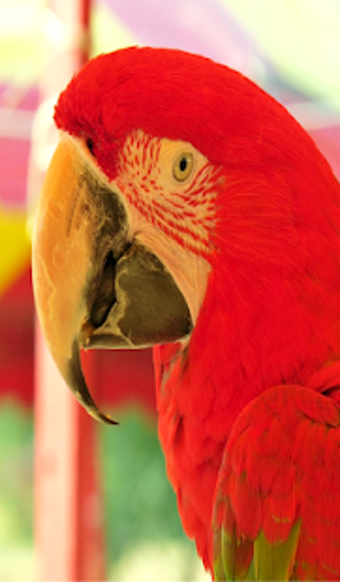 Image 2 for Parrot Sounds