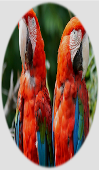 Image 3 for Parrot Sounds