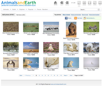 Image 2 for Animal Desktop Wallpaper …