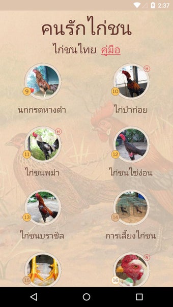 Imagen 1 para Thai Gamecock (Thai Cockf…