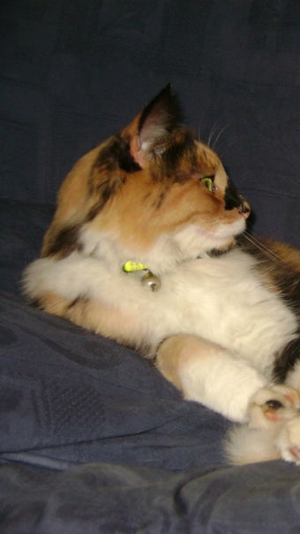 Image 1 for Sounds to scare cats