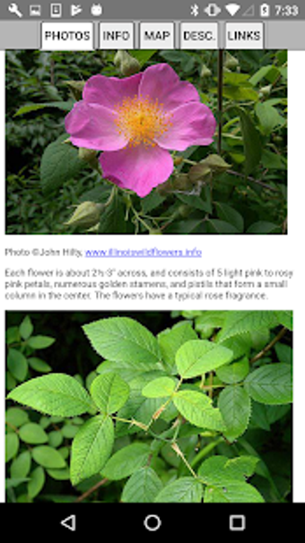 Image 1 for New York Wildflowers