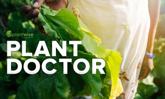 Image 0 for Plant Doctor Simulator