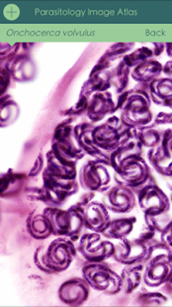 Imagen 0 para Parasitology Image Atlas