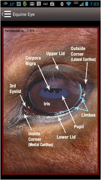 Image 1 for Horse Side Vet Guide
