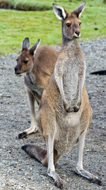 Image 2 for Australia Tourism