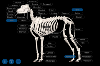 Image 0 for Dog Anatomy: Canine 3D