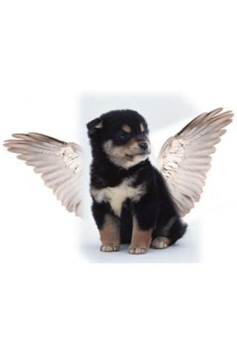 Image 0 for Free Dog and Cat Wallpape…