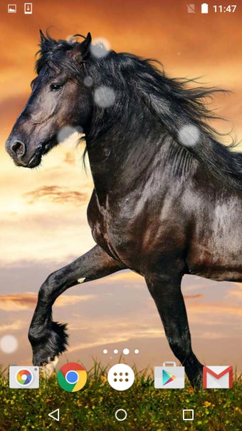 Image 2 for Horses Live Wallpaper HD