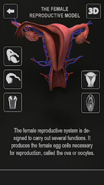 Image 3 for Female Anatomy 3D : Femal…