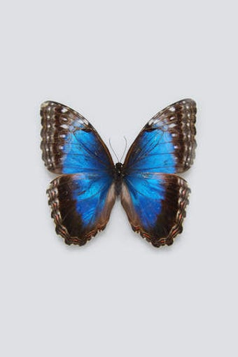 Image 0 for Free Books Butterfly for …