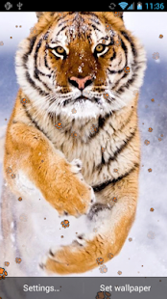 Image 1 for Tiger Live Wallpaper