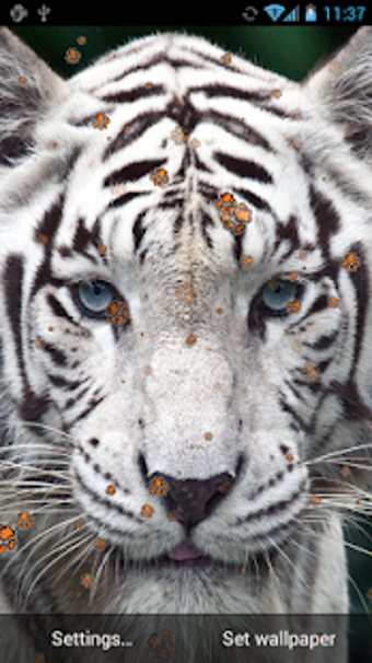 Image 3 for Tiger Live Wallpaper