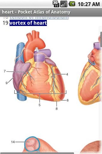 Image 1 for Pocket Atlas of Anatomy T…