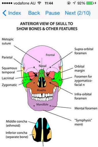 Imagen 0 para Anatomy Lectures Head and…