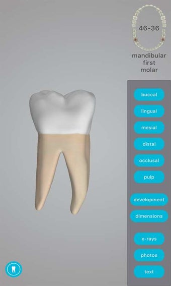 Image 1 for Dental Corpus Anatomy for…