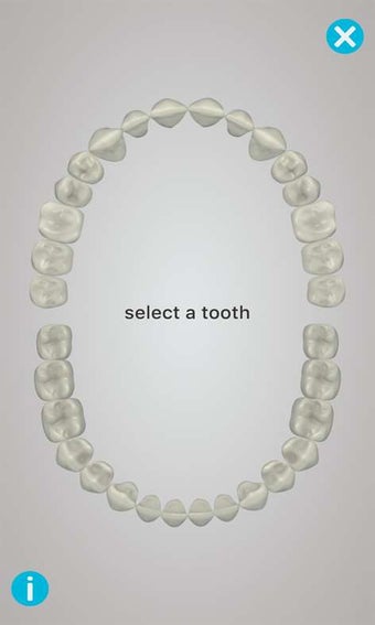 Image 3 for Dental Corpus Anatomy for…