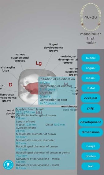 Image 0 for Dental Corpus Anatomy for…