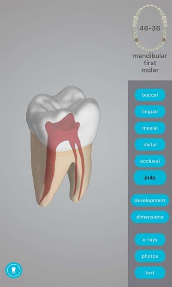 Image 2 for Dental Corpus Anatomy for…