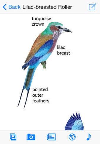 Imagen 0 para Sasol eBirds of the Kruge…