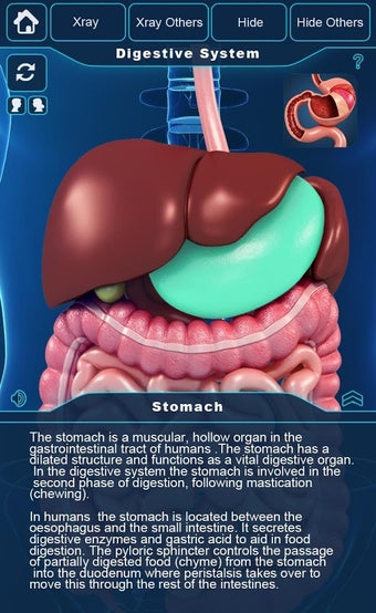 Imagen 3 para Digestive System Anatomy