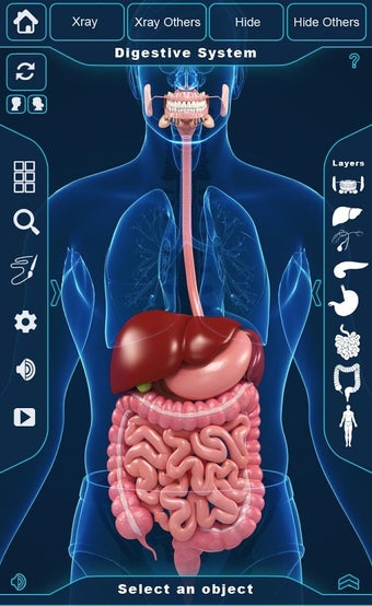 Imagen 2 para Digestive System Anatomy