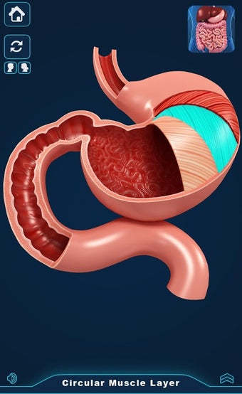 Imagen 0 para Digestive System Anatomy