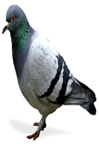 Image 1 for Pigeon Sounds