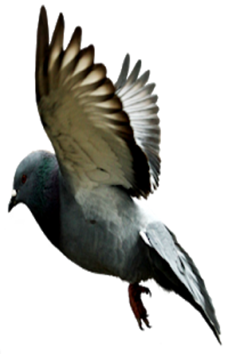 Image 0 for Pigeon Sounds