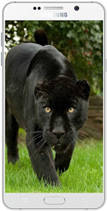 Image 1 for Black Panther Wallpaper H…