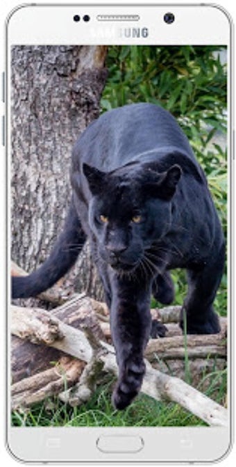 Image 3 for Black Panther Wallpaper H…