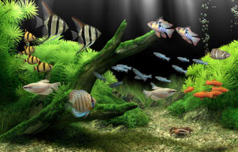 Image 0 for Dream Aquarium Screensave…