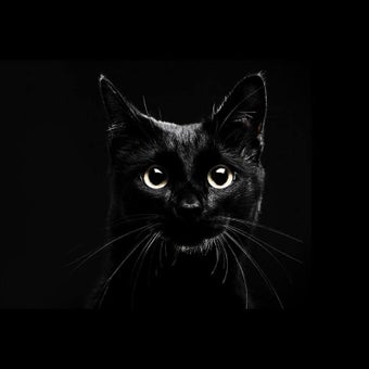 Imagen 3 para Black Cats Live Wallpaper