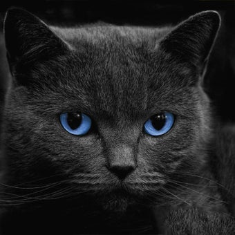 Imagen 1 para Black Cats Live Wallpaper