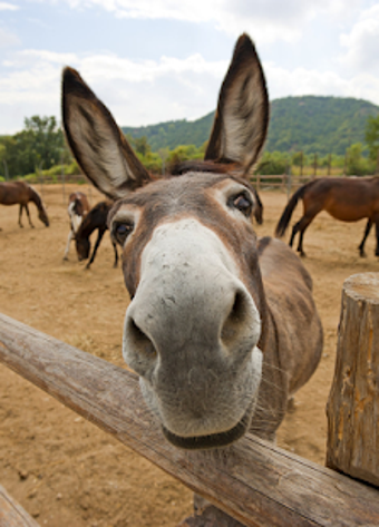 Image 0 for Appp.io - Donkey Sounds