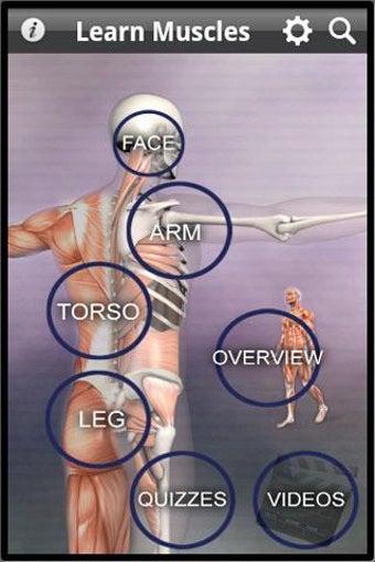Imagen 2 para Learn Muscles: Anatomy