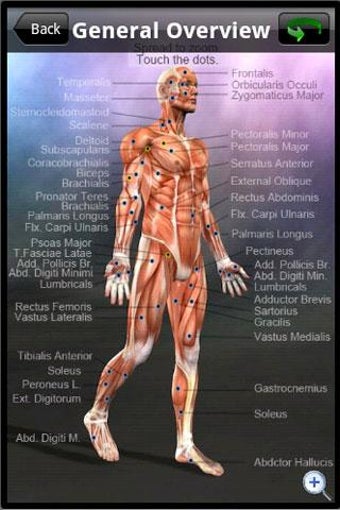 Imagen 0 para Learn Muscles: Anatomy
