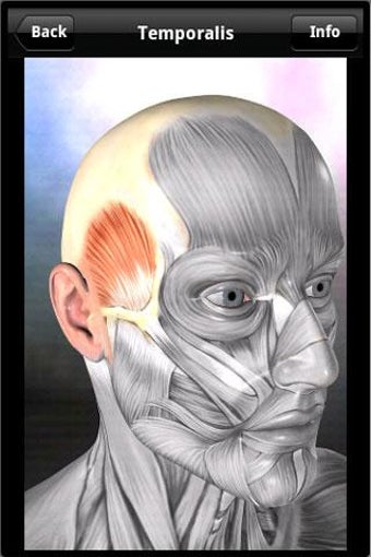 Imagen 1 para Learn Muscles: Anatomy